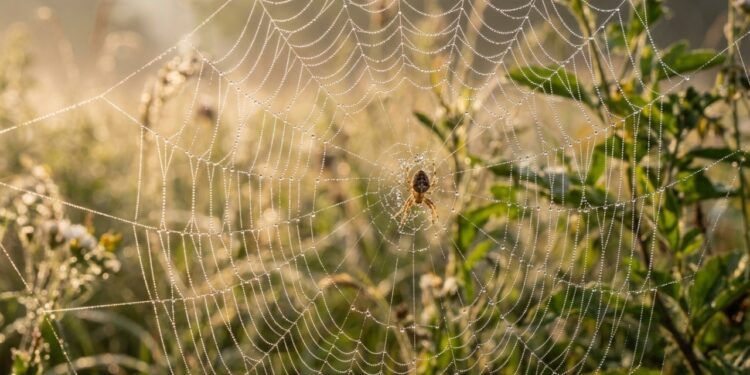 Para que servem as teias das aranhas além de capturar pequenos insetos