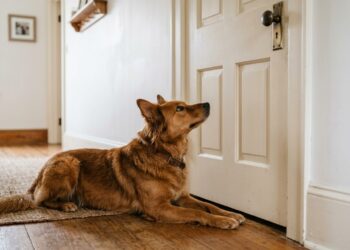 Os veterinários concordam: se o seu cão está esperando por você do lado de fora do banheiro, não é porque ele quer entrar; em vez disso, ele interpreta isso como um momento de vulnerabilidade