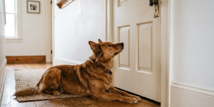 Os veterinários concordam: se o seu cão está esperando por você do lado de fora do banheiro, não é porque ele quer entrar; em vez disso, ele interpreta isso como um momento de vulnerabilidade
