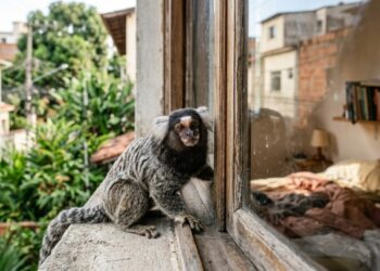 Sagui na janela não está pedindo banana, e o gesto de carinho que pode adoecer o animal e fazê-lo voltar todos os dias