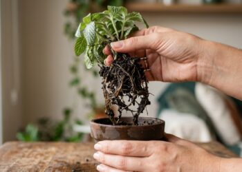 Um erro que apodrece a raiz: qual a quantidade certa de água para cada tipo de planta em vaso?