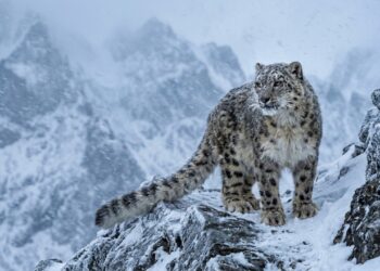 O engenhoso truque que ajuda o leopardo das neves a enfrentar temperaturas congelantes nas montanhas mais altas