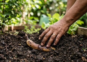 Por que enterrar restos de casca de banana no jardim pode beneficiar algumas espécies de plantas