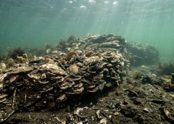 A cidade submersa no litoral de São Paulo que mergulhadores amadores redescobriram em 2024: as ruínas estão a 8 metros de profundidade e os arqueólogos ainda discutem se é colonial ou anterior