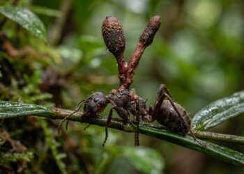 Fungo que transforma formigas em “zumbis” também vive escondido em musgos da Amazônia, revela estudo