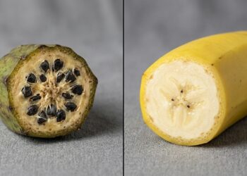 O segredo escondido nas frutas modernas que levou milhares de anos para ser moldado