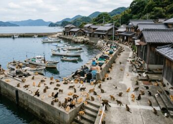 A ilha japonesa onde gatos são 6 vezes mais numerosos que humanos e a prefeitura paga moradores para cuidar deles