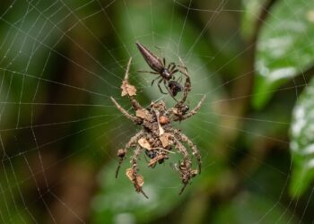 A aranha que constrói uma réplica gigante de si mesma na teia usando folhas e restos de insetos para confundir predadores e foi descoberta no Peru por acaso