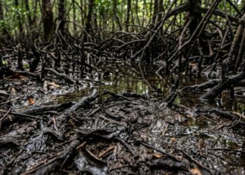 Manguezais guardavam 2,96 bilhões de toneladas de carbono no solo, e o desmatamento pode transformar parte desse estoque em emissões