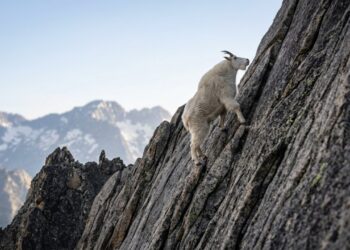 A reação das cabras quando encontram superfícies íngremes explica como conseguem subir lugares quase impossíveis