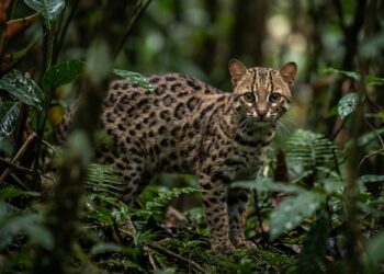 Um dos menores felinos das Américas vive no Brasil e passa boa parte da vida escondido entre árvores e vegetação densa