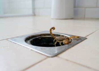 Dedetizador de escorpião repete sempre o mesmo alerta: o ralo seco do banheiro sem uso é a porta de entrada em 70% dos casos, o veneno de prateleira afasta o bicho da vista mas não da casa, e a fresta de 3 milímetros embaixo da porta da garagem é suficiente para o escorpião-amarelo passar com filhotes nas costas