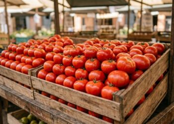 Por que o tomate do supermercado é bonito por fora mas não tem gosto de nada: a seleção genética que priorizou casca firme e cor uniforme para aguentar o transporte de centenas de quilômetros