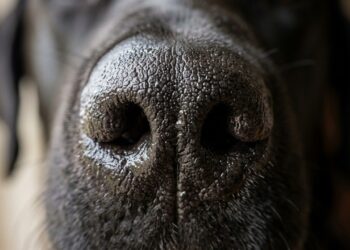 Para que serve o focinho molhado dos cães: a umidade tem uma função importante que muita gente desconhece