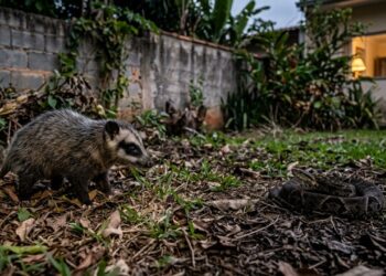 O gambá do quintal consegue resistir ao veneno de serpentes, e o Butantan explica como essa disputa virou uma corrida evolutiva