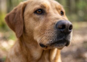Para que serve o bigode dos cães e por que ele é mais importante do que parece