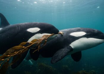 Orcas fabricam ferramentas com algas para massagear umas às outras e reforçar laços familiares