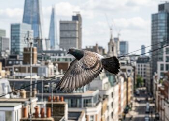 Pombos urbanos conseguem voltar para o mesmo ninho depois de soltos a 100 km de distância, e cientistas ainda discutem se é o campo magnético da Terra ou o cheiro da cidade que os guia