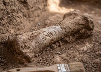 As marcas de dentes em ossos pré-históricos que revelaram o primeiro caso documentado de canibalismo por desespero e mudaram o que se sabia sobre cooperação entre grupos humanos