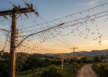 O dia em que uma chuva de aranhas cobriu uma cidade do interior de Minas e os moradores acharam que era castigo divino: biólogos explicam o fenômeno da "teia comunitária" que acontece quando umidade e vento se alinham