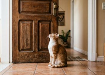 Veterinários afirmam: o gato que mia diante da porta fechada não está pedindo para sair, está checando se ainda manda no território — e três reações comuns do dono pioram tudo