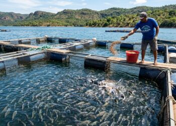 Pesquisadores da Embrapa montaram uma tabela de alimentação que corta 10% da ração dada à tilápia, acompanharam os peixes por 119 dias, e o custo caiu de R$ 7,00 para R$ 6,51 por quilo sem que o animal crescesse menos