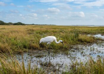 Um dos maiores desastres ambientais dos EUA ajuda a criar refúgio para uma das aves mais raras da América do Norte