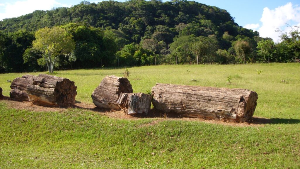 Uma cidade guarda árvores de 230 milhões de anos transformadas em pedra