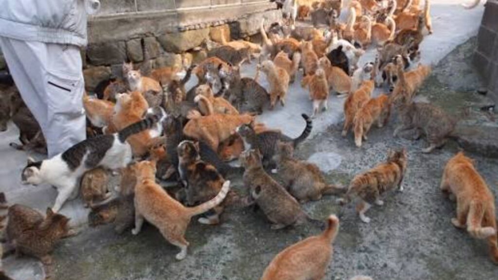 A ilha japonesa onde gatos são 6 vezes mais numerosos que humanos e a prefeitura paga moradores para cuidar deles