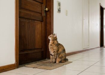 Veterinários afirmam: o gato que mia diante da porta fechada não quer sair, está testando se ainda controla o território — e existem três reações do dono que pioram o comportamento
