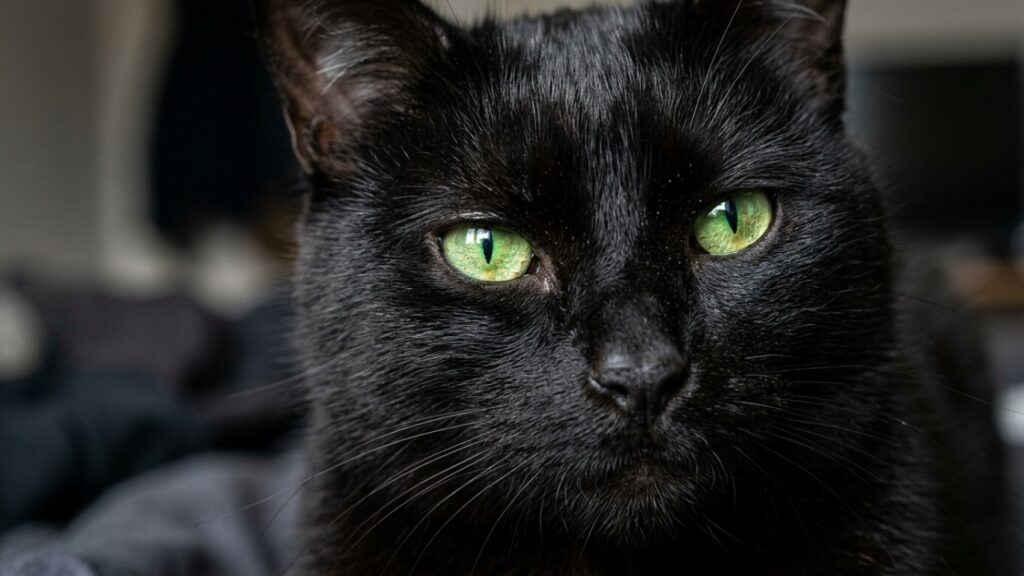O gato preto tem a maior taxa de rejeição em abrigos do mundo inteiro, os EUA registram queda de adoção em outubro por causa do Halloween, e no Brasil o problema é outro
