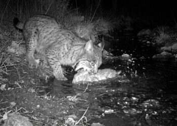 Linces-ibéricos foram flagrados mergulhando coelhos na água antes de comê-los - Imagem criada por inteligência artificial (ChatGPT / Olhar Digital)