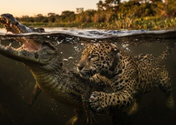 Ousado, a onça-pintada que teve as patas queimadas nos incêndios do Pantanal em 2020, foi tratada, voltou à natureza, e o que os pesquisadores sabem sobre ela hoje