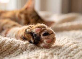Por que os gatos amassam cobertores com as patas mesmo depois de adultos