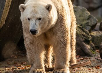 Encontram uma nova espécie de urso no norte do Canadá que teria surgido devido às mudanças climáticas