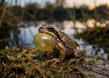 Sapos aceleram o canto no calor e mudam sinais usados pelas fêmeas - Imagem criada por inteligência artificial (ChatGPT / Olhar Digital)