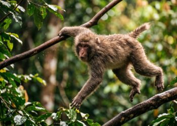 O que significa o provérbio japonês “Até o macaco cai da árvore”, e por que ele ensina que experiência e habilidade não tornam ninguém imune a erros e fracassos?