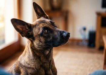 Veterinários explicam por que o cachorro late 20 segundos antes da campainha tocar: ele reconhece o motor do carro a mais de 100 metros e ouve o dobro de frequências que o humano