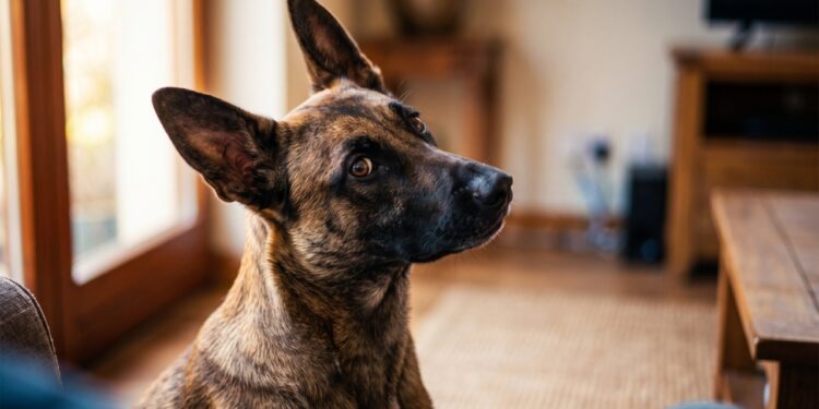 Veterinários explicam por que o cachorro late 20 segundos antes da campainha tocar: ele reconhece o motor do carro a mais de 100 metros e ouve o dobro de frequências que o humano