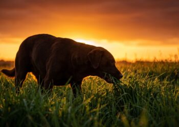 Veterinários explicam por que o cachorro come grama e por que na maioria das vezes não é sinal de doença, mas de um hábito herdado de antes da domesticação
