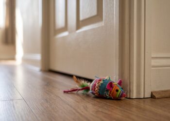 Veterinários explicam por que o gato leva objeto até a porta do quarto e larga ali: é comportamento de ensino, não presente, e três reações comuns do tutor fazem piorar