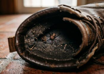 O Instituto Butantan explica a diferença entre a aranha marrom que se esconde na roupa guardada e a armadeira que fica atrás do vaso, por que a picada de uma só dói depois de horas, e o que nunca se deve fazer com o animal encontrado
