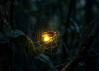 Aranhas usam vaga-lumes capturados como armadilhas luminosas para atrair novas presas - Imagem criada por inteligência artificial (ChatGPT / Olhar Digital)