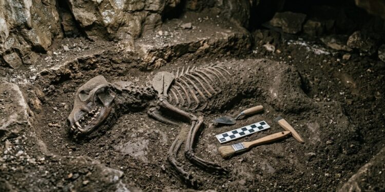Cães já eram geneticamente diferentes dos lobos há mais de 14 mil anos, revelam dois novos estudos sobre a amizade com humanos