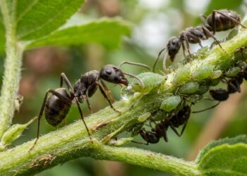 Por que algumas formigas protegem pulgões em vez de comê-los: a troca surpreendente que acontece nas plantas