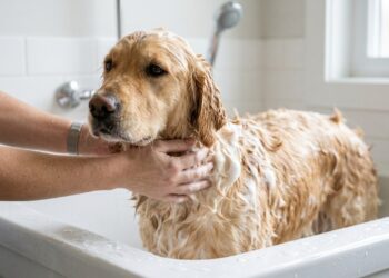 Veterinário com 20 anos de clínica diz que 80% dos donos erram nisso ao dar banho no cachorro