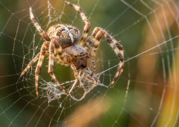 Por que algumas aranhas comem a própria teia depois de passar tanto tempo construindo-a