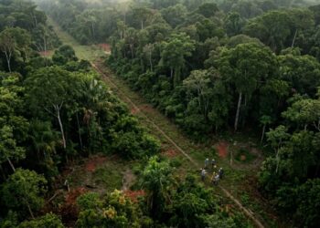 Pesquisadores encontraram no Amazonas restos de estradas retas de 2 quilômetros ligando aldeias que a floresta cobriu, e a descoberta muda o que se ensinava sobre a ocupação da região