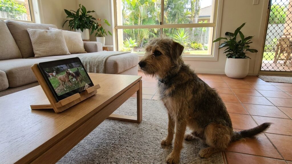 O cachorro reconhece outro cão até numa tela, e o experimento que misturou vídeos e latidos para testar essa habilidade