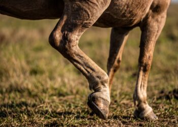 O cavalo que dorme em pé usa um sistema de travas nos tendões que funciona como o freio de mão do carro, mas precisa deitar 30 minutos por dia ou entra em privação de sono